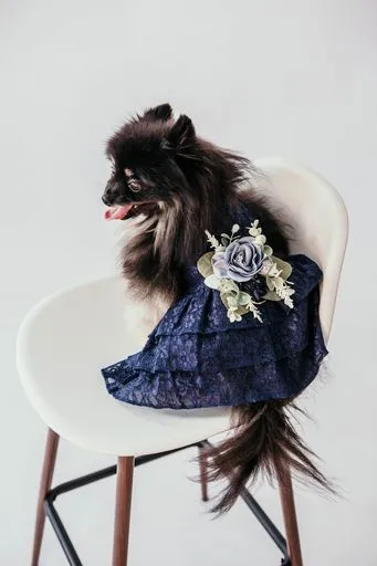 Formal Dog Dress | The Aquanetta